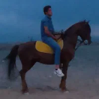 یک راس اسب کُرد نریان ۶ به۷ سال سرو دم گیر.پرخون