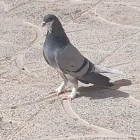 دمگیر بدرنگ|پرنده|زیباشهر, |دیوار