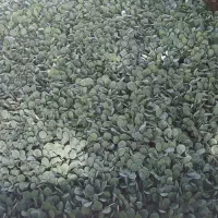 نشا کلم پیچ سفید