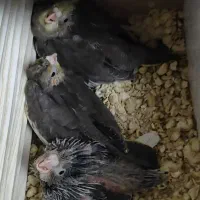 جوجه عروس هلندی سرلاکی