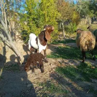 بزپاکستانی|حیوانات مزرعه|رضویه, |دیوار