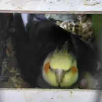 سلام جفت عروس هلندی سخنگوو مولد با جوجه