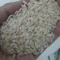 چند تا گونی برنج کرف|خوردنی و آشامیدنی|لردگان, |دیوار