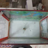 فروش آکواریوم سالم|ماهی|شاندیز, |دیوار