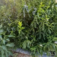 نهال|خدمات باغبانی و درختکاری|خفر, |دیوار