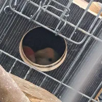 طوطی برزیلی|پرنده|اهواز, شهرک حفاری|دیوار