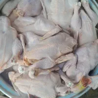 مرغ گرم وتازه