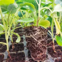 نشا کلم بروکلی و بنفش|خدمات باغبانی و درختکاری|شنبه و طسوج, |دیوار