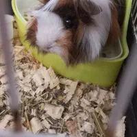 خوکچه هندی خیلی بازیگوش جای دسشوییشم میدونه