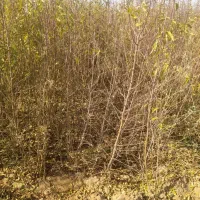 فروش انواع نهال اصلاح شده بادام پیوندی وگردو|خدمات باغبانی و درختکاری|زاینده رود, |دیوار