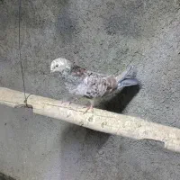 کفتر سرور نر و ماده پرشی|پرنده|زیباشهر, |دیوار