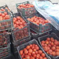 گوجه ربی درجه یک