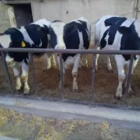 گوساله نر