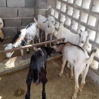 کهره سرحال|حیوانات مزرعه|قلعه قاضی, |دیوار
