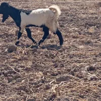 بز نر نژاد اصیل|حیوانات مزرعه|تبریز, |دیوار