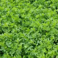 یونجه درجه یک
