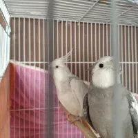 عروس هلندی دوکت و وایت فیس مولد|پرنده|مشهد, چهارچشمه|دیوار