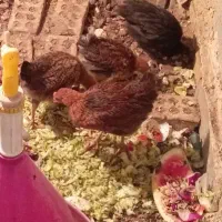 مرغ بوقلمون بومی