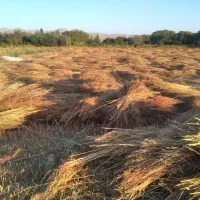 جارو شهرداری