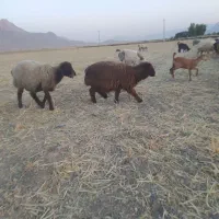 بره وکهره نر