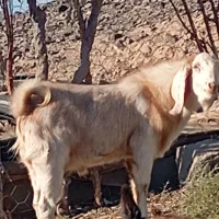 دوبزغاله نر مناسب فروشی