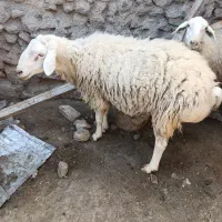 قوچ مغانی