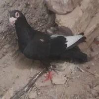کبوتر نر مینا