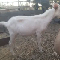 کره اصل الپاین