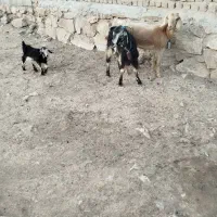 فروش بز