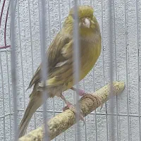 قناری ماده آماده رسمی