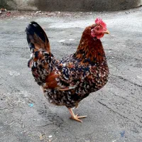 تخم مرغ گلین کمیاب