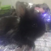 بچه خرگوشهای لوپ بامزه واکسن خوردن|موش و خرگوش|هشتگرد, تهران دشت|دیوار