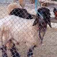 بره نروماده|حیوانات مزرعه|دزفول, |دیوار