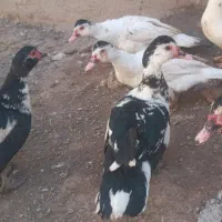 اردک اسراییلی|حیوانات مزرعه|سراب, |دیوار