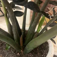 گیاه شاداب و مناسب|گل و گیاه طبیعی|تهران, امانیه|دیوار