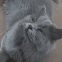 حیوانات خانگی