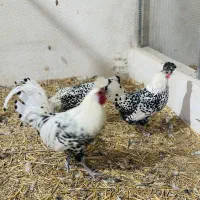 فروش مرغ وخروس زینتی اپنزلر سیلور|حیوانات مزرعه|هشتگرد, هیو|دیوار