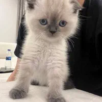 اجاره گربه نر اسکاتیش دبل فولد