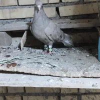 کوهی دمسفید کرم