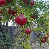 فروش باغ (دارای اتاق واستخر)