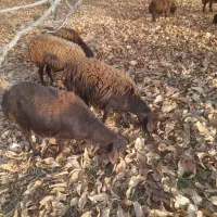 شیشک|حیوانات مزرعه|هشتگرد, اردهه|دیوار