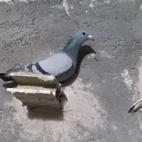 کفتر|حیوانات|تاکستان, |دیوار