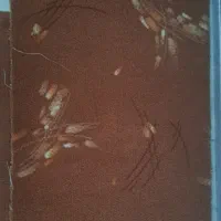 پالاز موکت وگلیم فرش