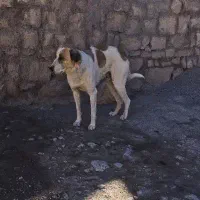 حیوان|سگ|کوهدشت, |دیوار