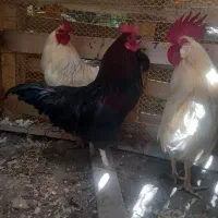 خروس