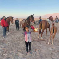 ورزش وتفریح وشادی|اسب و تجهیزات اسب‌سواری|یزد, |دیوار