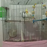 عروس هلندی جفت نر وماده