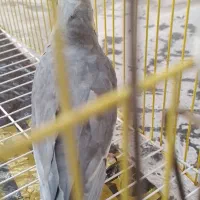 عروس سینامون|پرنده|نسیم‌شهر, |دیوار