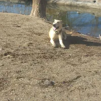 سگ نگهبان گله ای