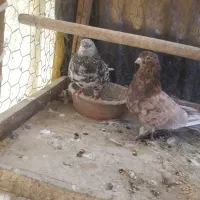 یک جفت کبوتر
